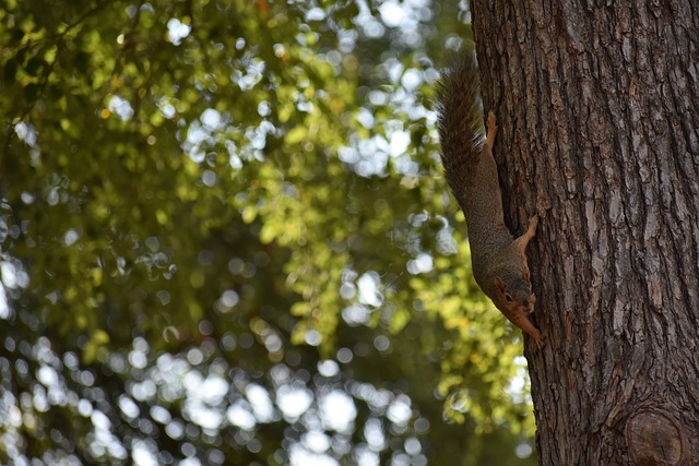 球和进攻能 球和进攻能